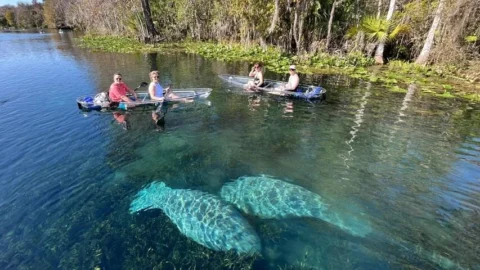 Manatees gliding under clear kayaks at Silver Springs, Florida