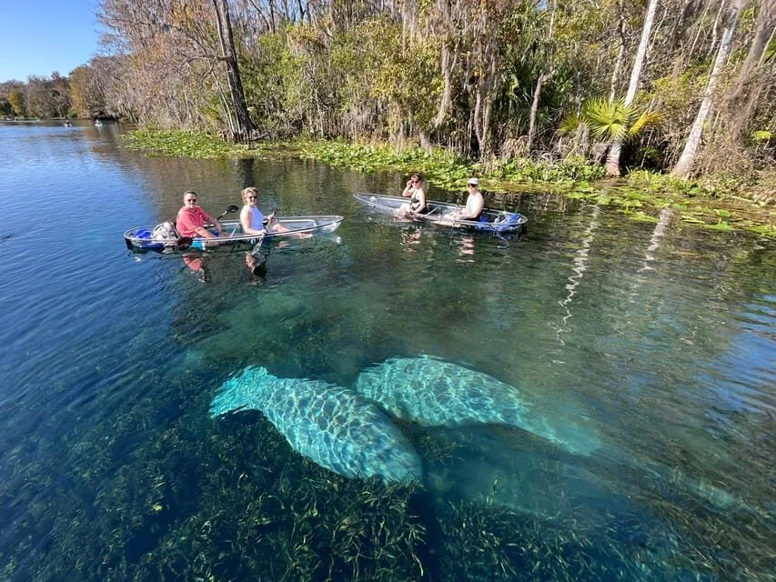 silver springs manatees